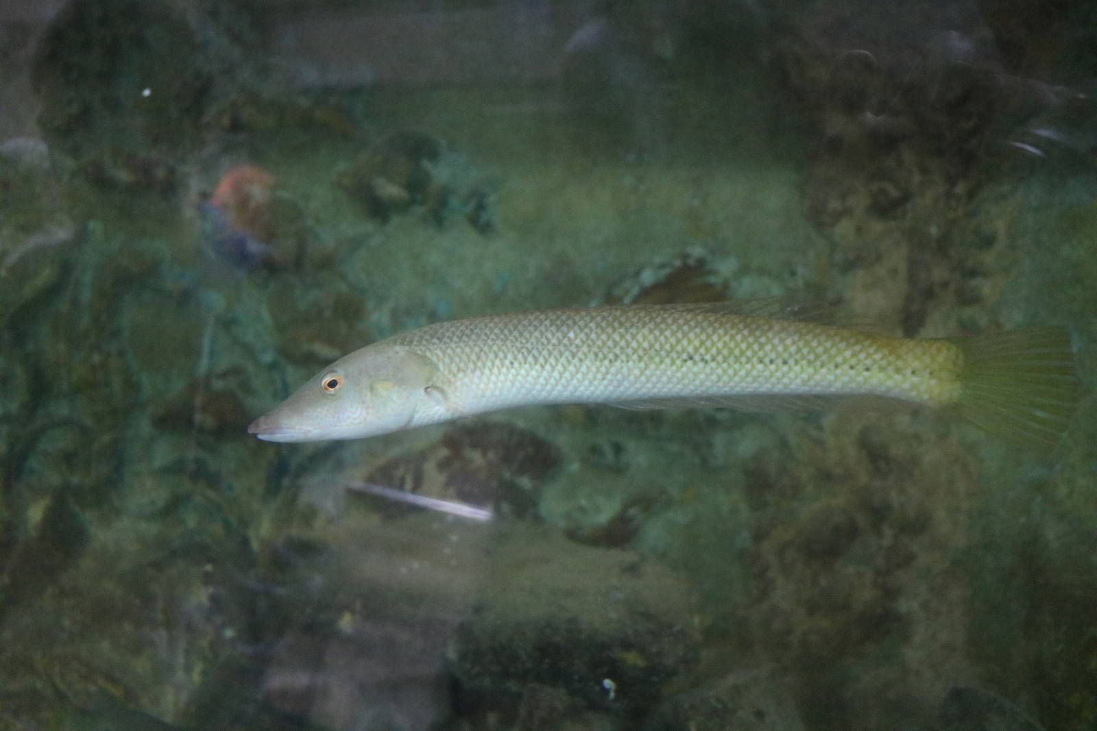 Cigar wrasse, February 2016