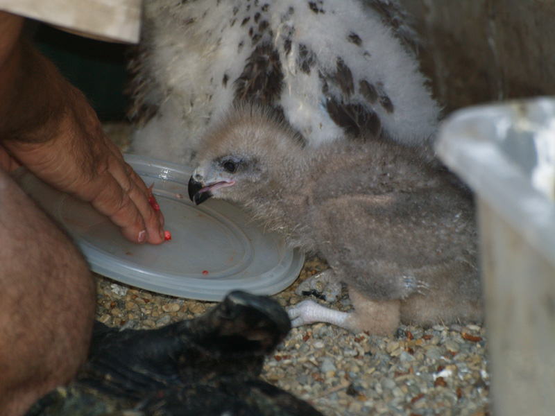 Cim d'Àligues - Black kite chicks