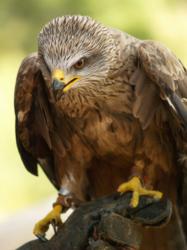 Cim d'Àligues - Black Kite