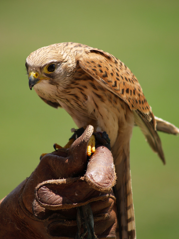 Cim d'Àligues - Common Kestrel