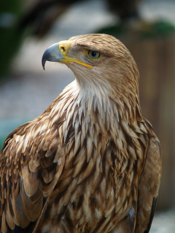 Cim d'Àligues - Eastern Imperial Eagle