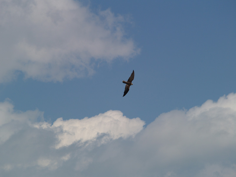 Cim d'Àligues - Falcon flying