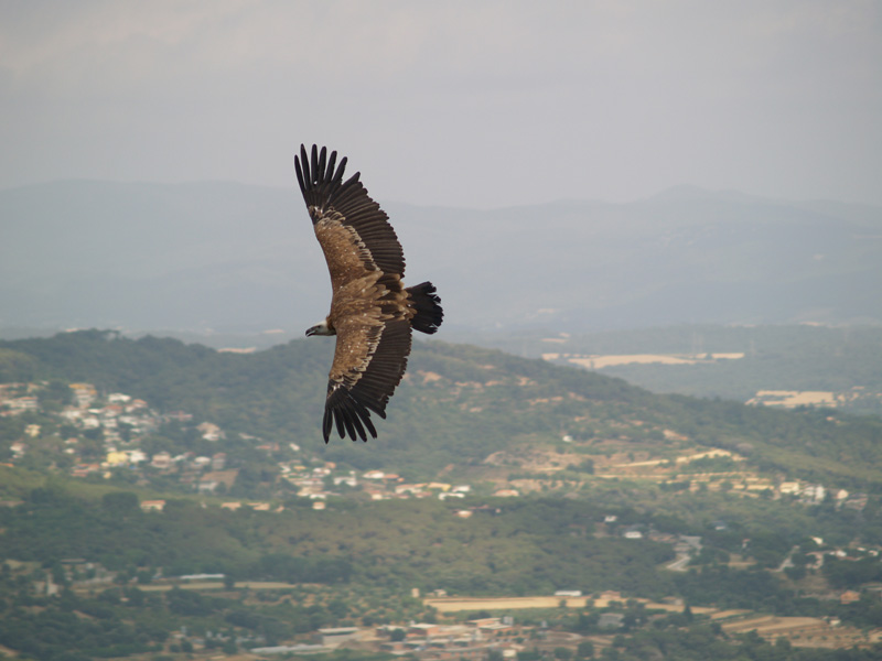 Cim d'Àligues - Griffon Vulture flying