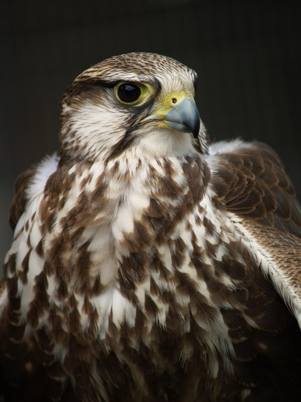 Cim d'Àligues - Laggar Falcon