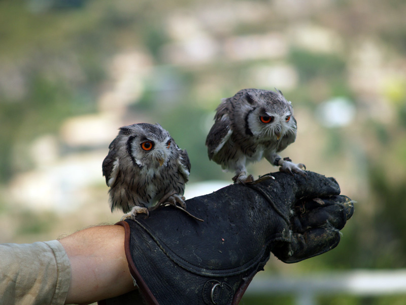 Cim d'Àligues - Northem White-faced Owl