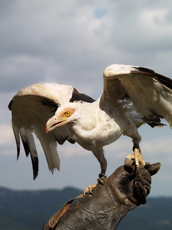 Cim d'Àligues - Palm-nut vulture