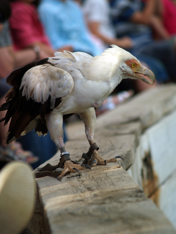 Cim d'Àligues - Palm-nut vulture