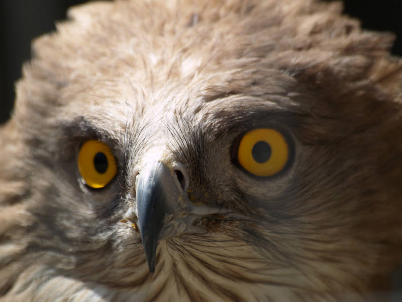 Cim d'Àligues - Short-toed eagle