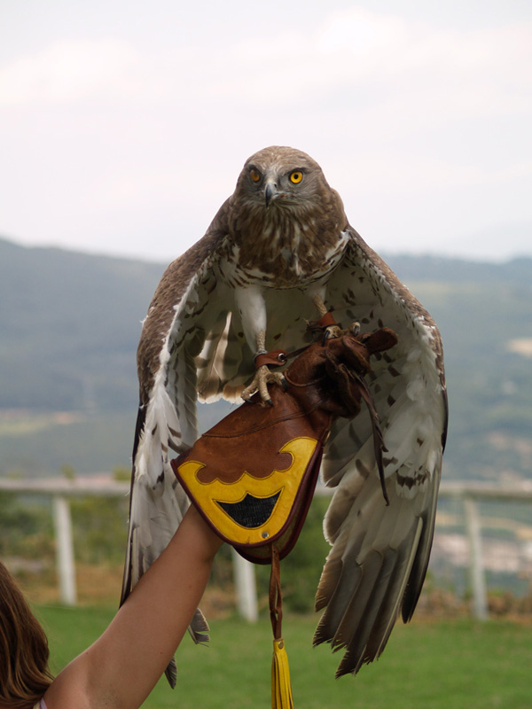 Cim d'Àligues - Short-toed eagle