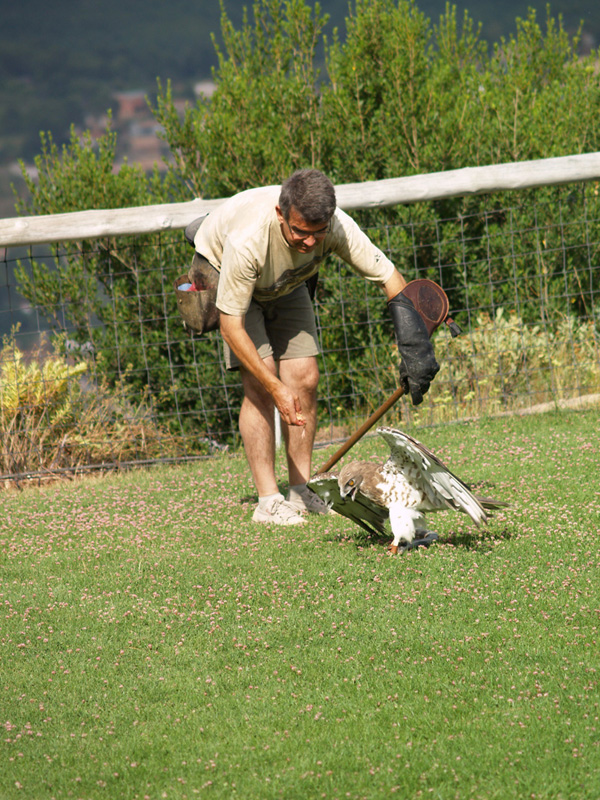 Cim d'Àligues- Short-toed eagle
