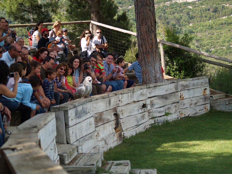 Cim d'Àligues - Snowy Owl between the spectators