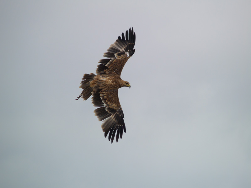 Cim d'Àligues - The flight of the Imperial Eagle