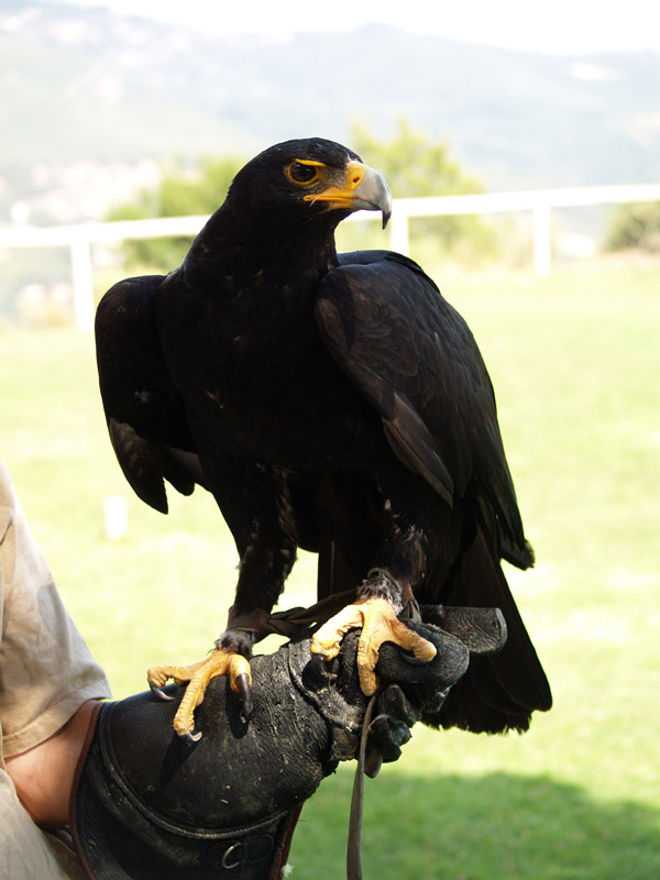 Cim d'Àligues - Verreaux Eagle