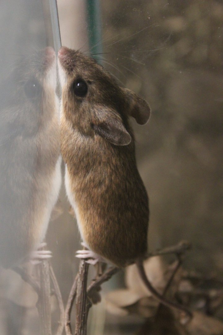 Cimrman's Ural field mouse (Apodemus uralensis cimrmani)