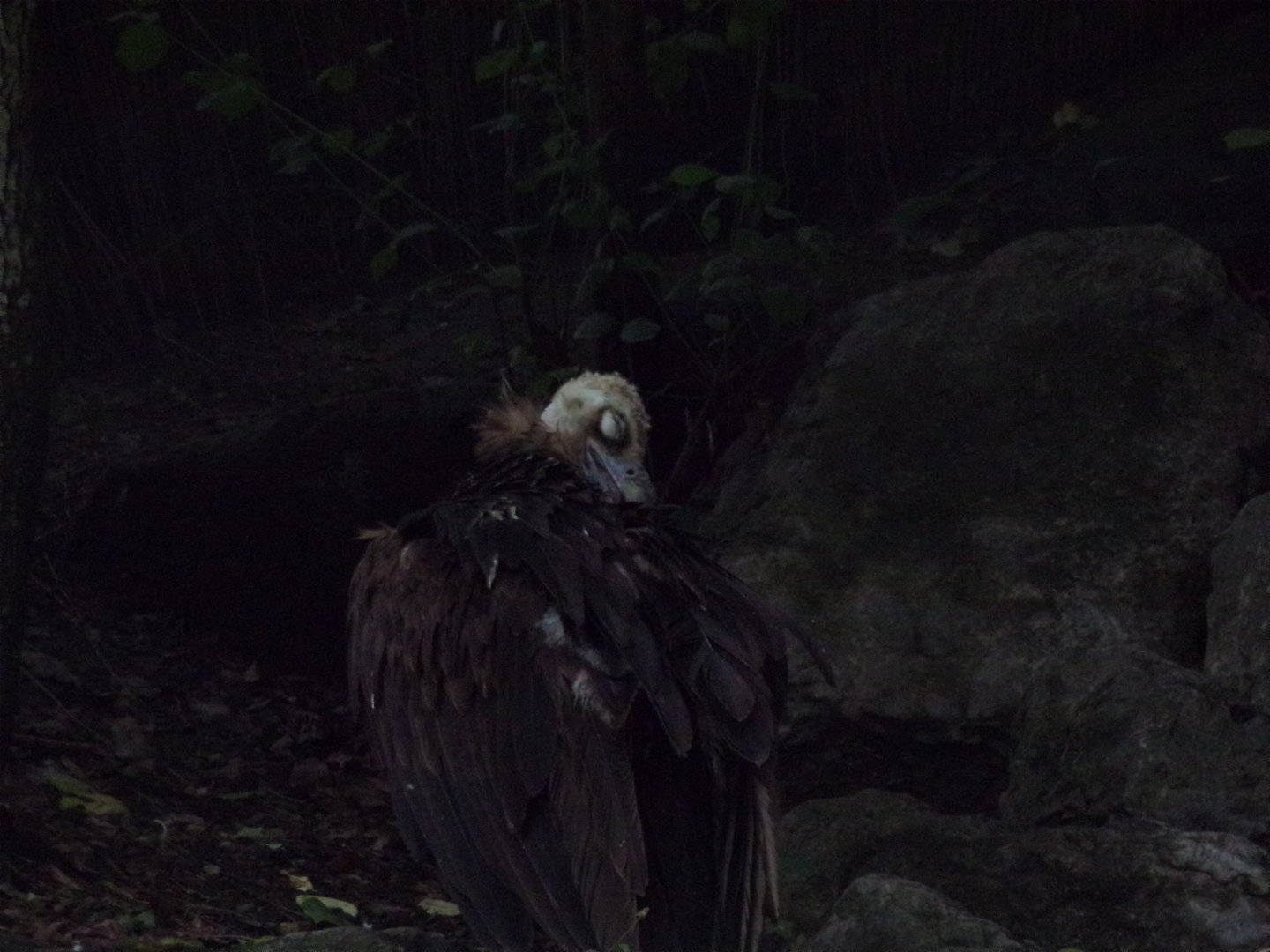 Cinareous vulture 9.7.25