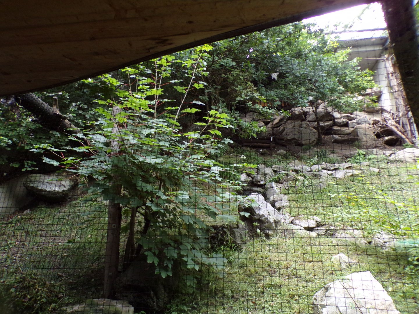 Cinareous vulture and European honey buzzard aviary 9.7.25