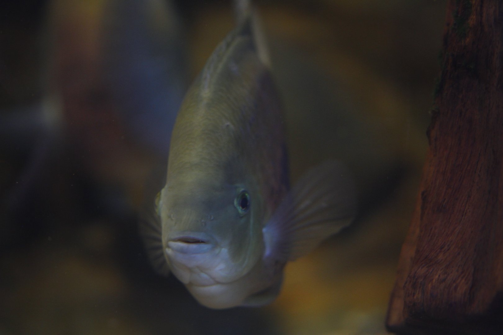 Cincelichthys bocourti