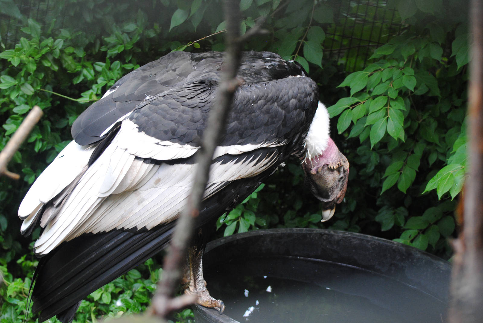 Cincinnati 2016 - Male Condor perched on water tub