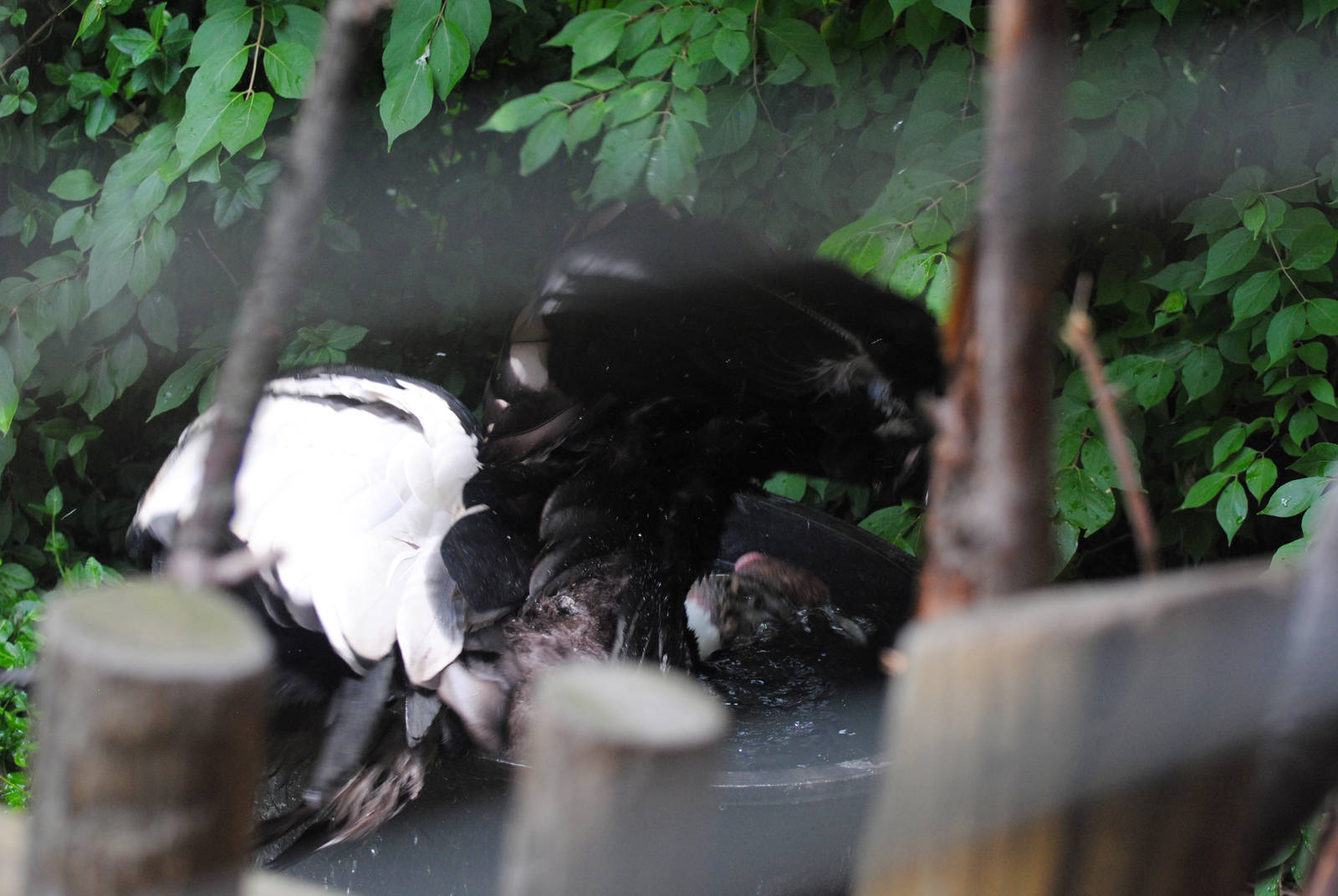 Cincinnati 2016 - Male Condor who threw himself in his water tub