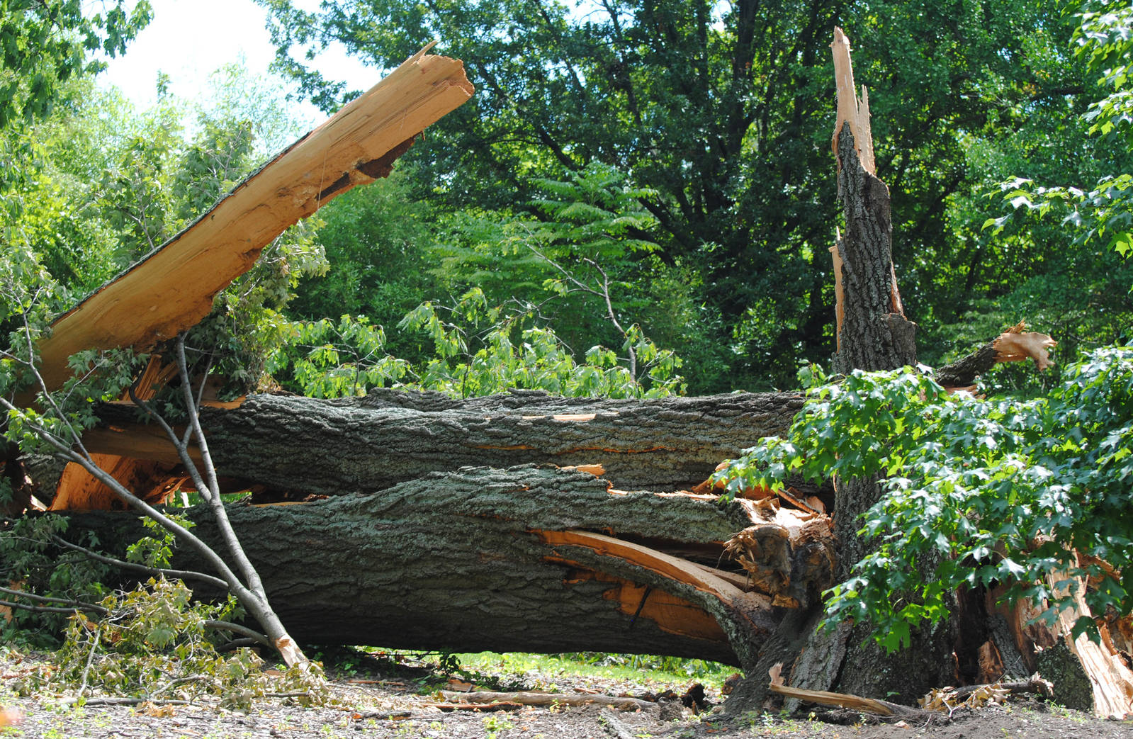 Cincinnati 2016 - RIP The oldest tree in Cincinnati