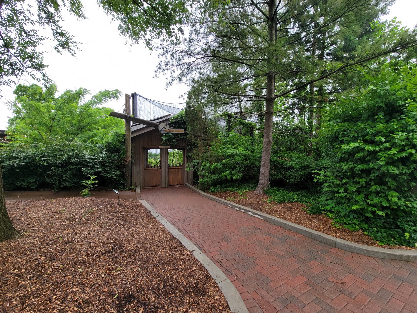 Cincinnati 5/22 - Andean condor
