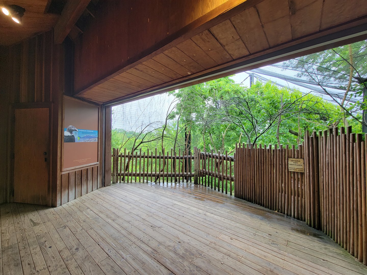 Cincinnati 5/22 - Andean condor