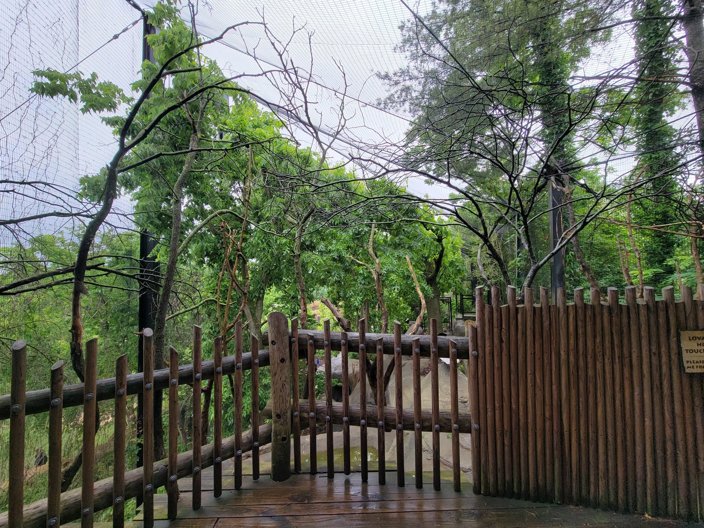 Cincinnati 5/22 - Andean condor