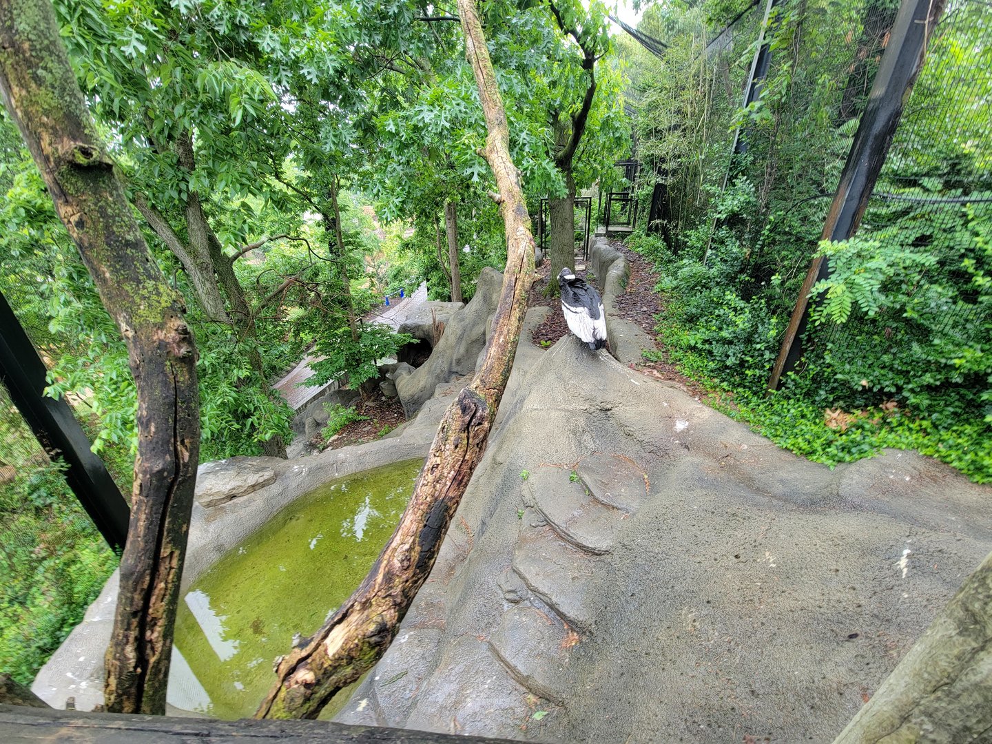 Cincinnati 5/22 - Andean condor