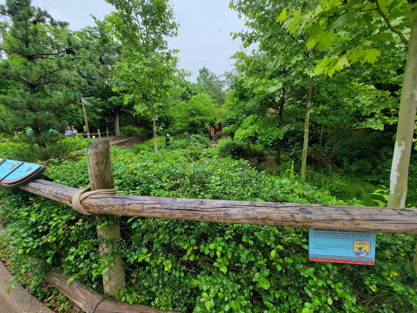 Cincinnati 5/22 - Bald eagles