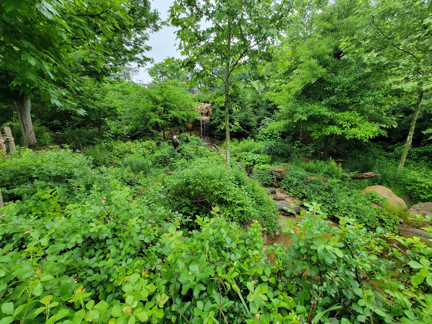 Cincinnati 5/22 - Bald eagles