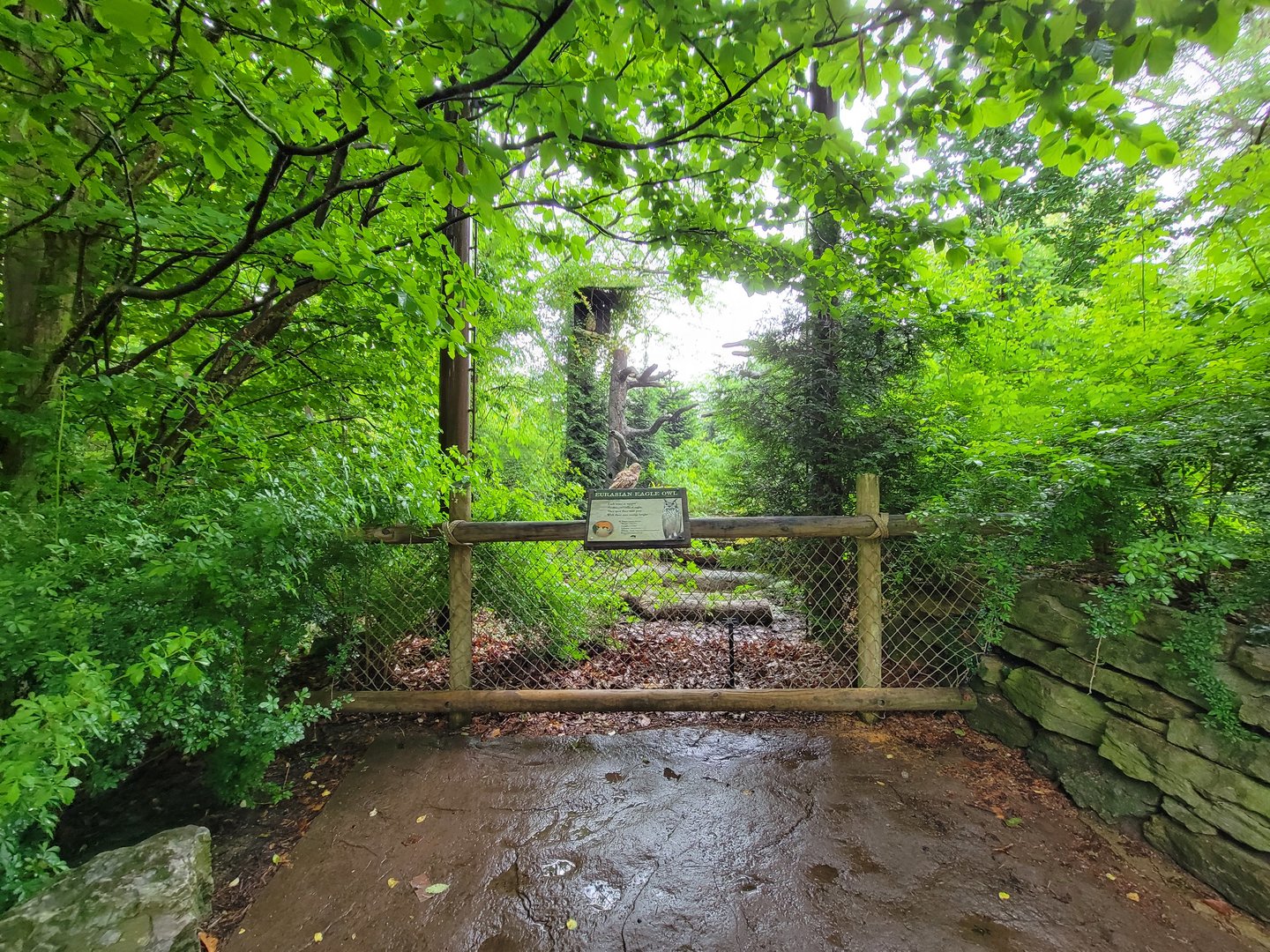 Cincinnati 5/22 - Cat Canyon, Eurasian eagle-owl