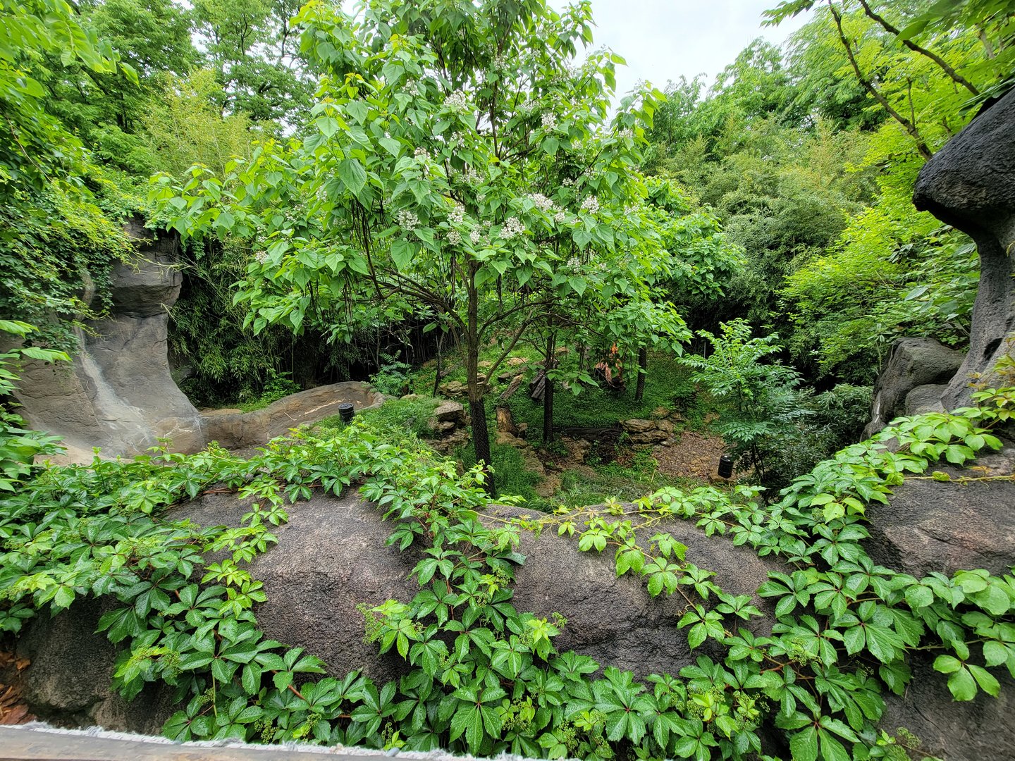 Cincinnati 5/22 - Cat Canyon, Malayan tiger