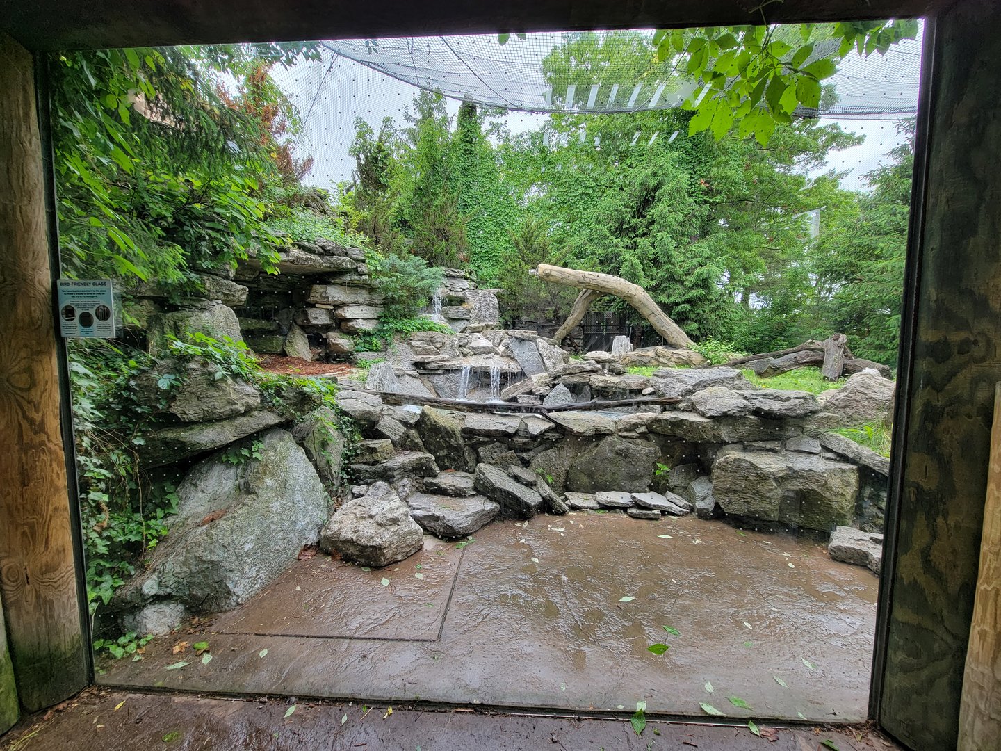 Cincinnati 5/22 - Cat Canyon, mountain lion