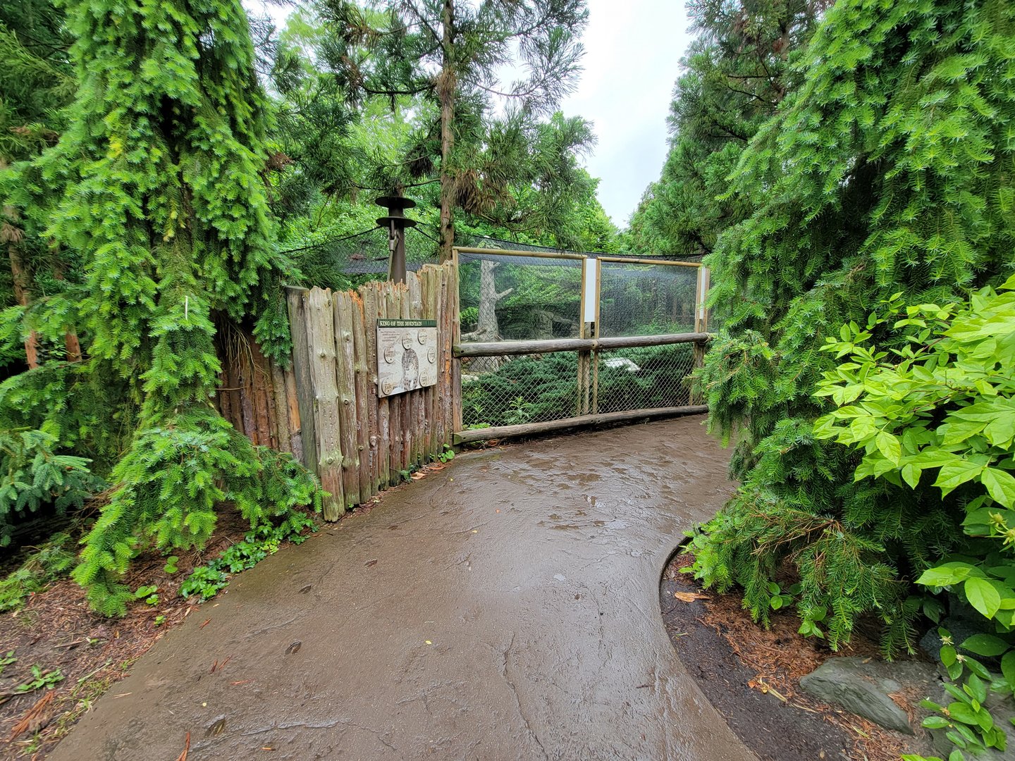 Cincinnati 5/22 - Cat Canyon, snow leopards