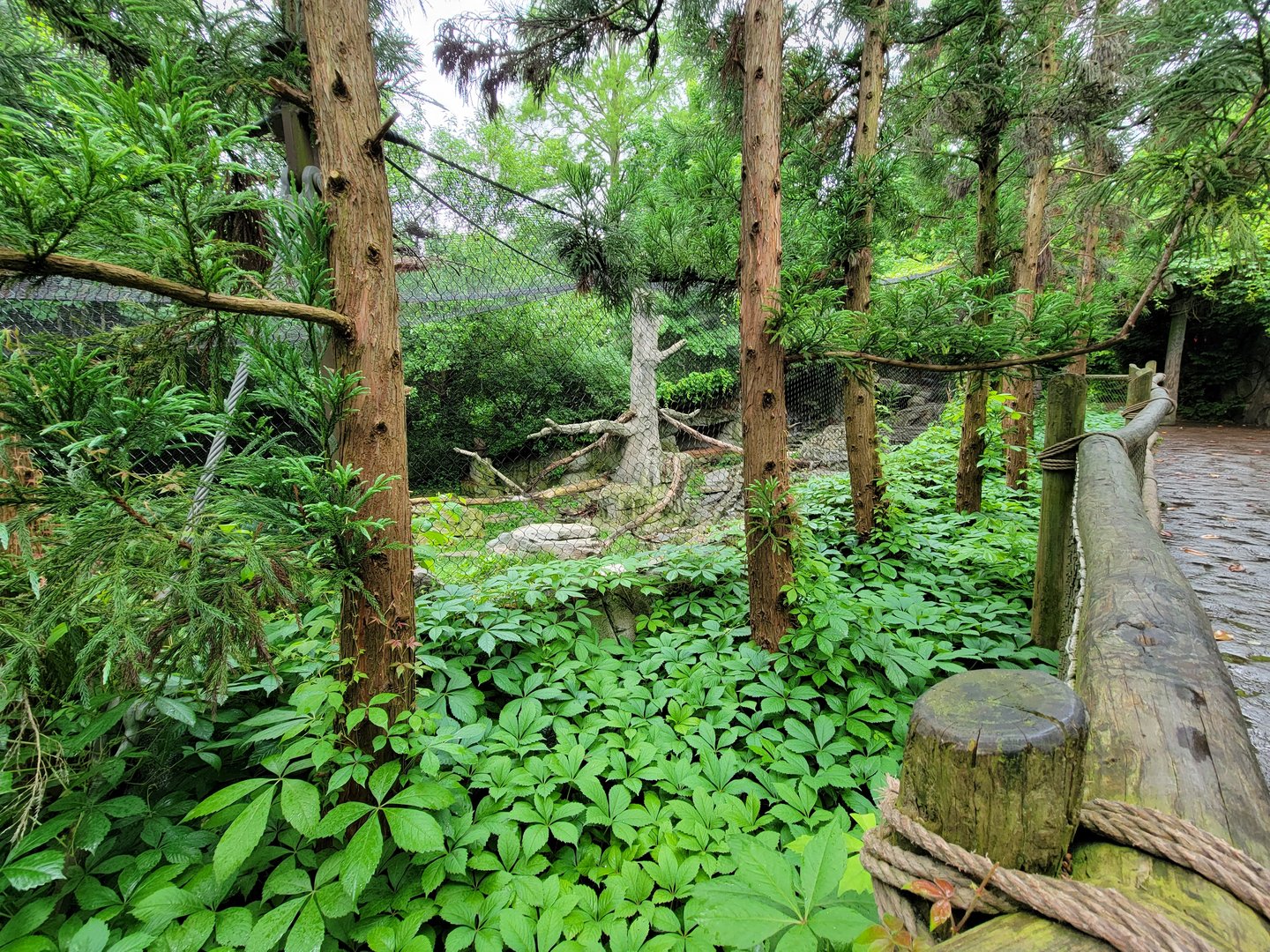 Cincinnati 5/22 - Cat Canyon, snow leopards