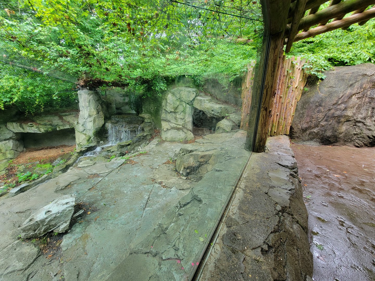 Cincinnati 5/22 - Cat Canyon, snow leopards