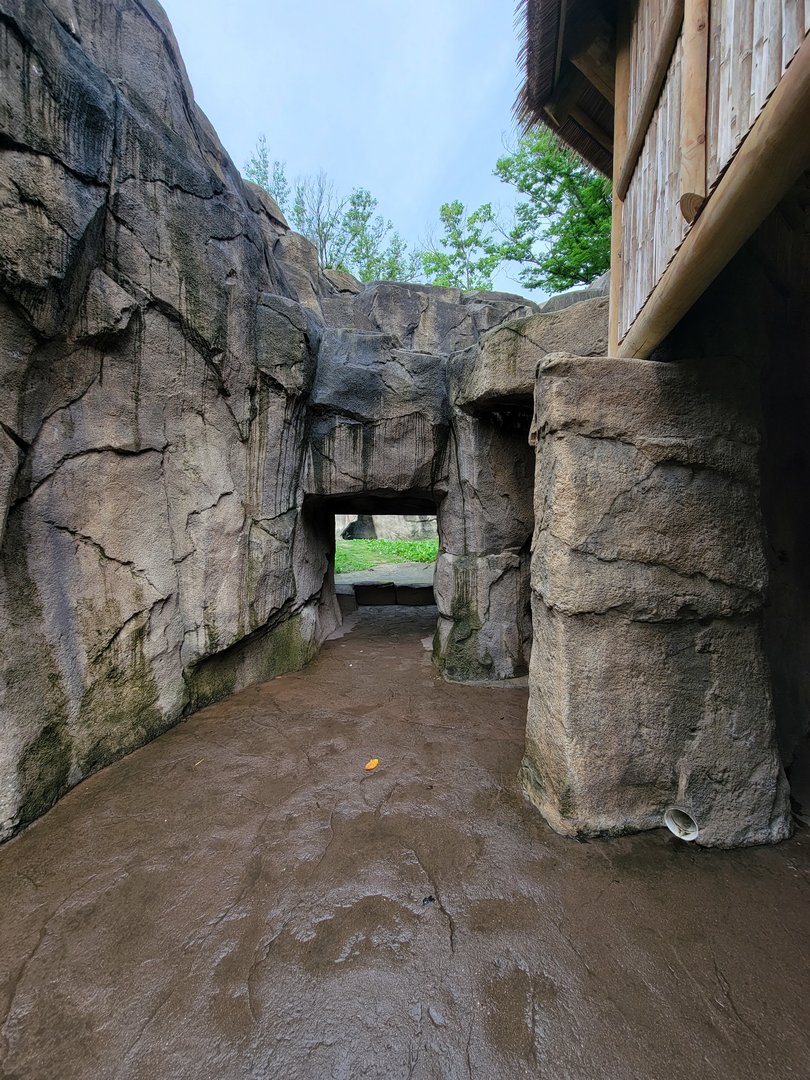 Cincinnati 5/22 - Gorilla World, gorilla viewing