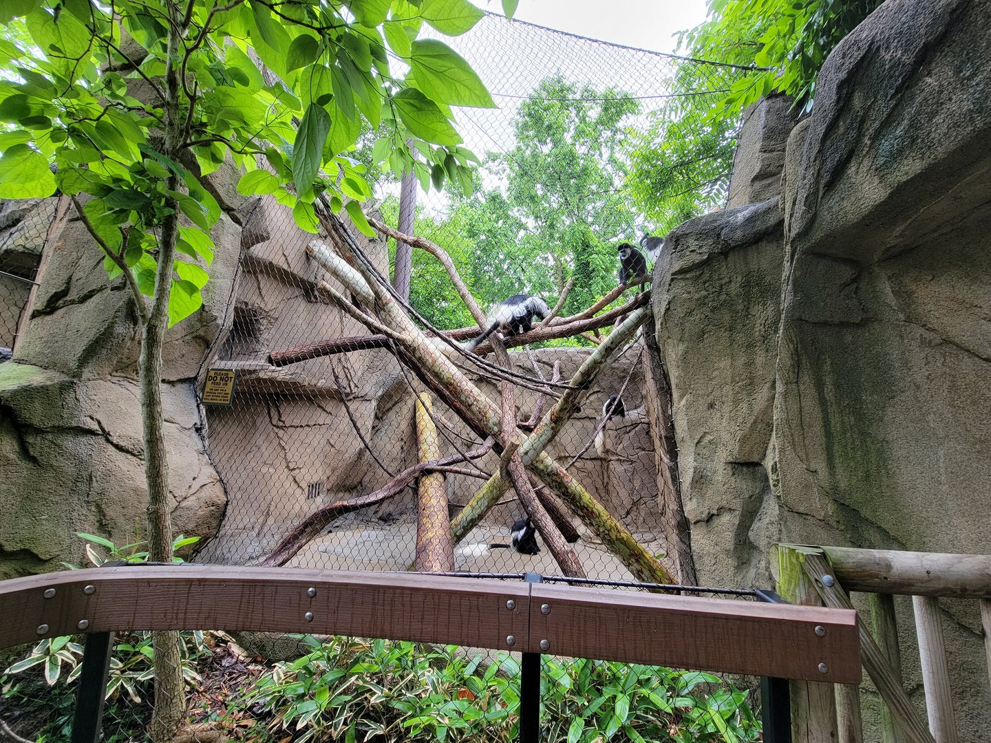 Cincinnati 5/22 - Gorilla World, guereza colobus