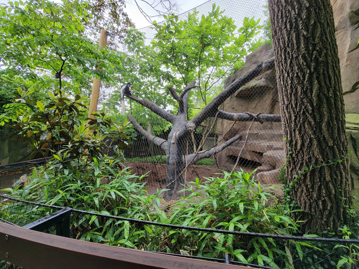 Cincinnati 5/22 - Gorilla World, guereza colobus