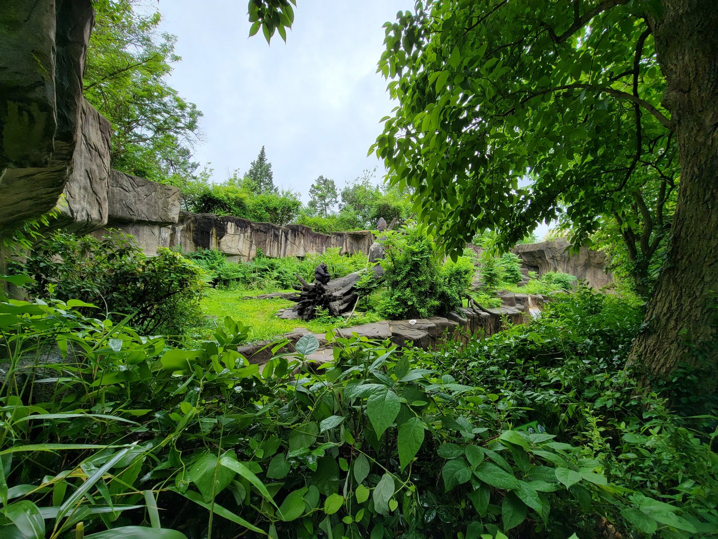 Cincinnati 5/22 - Gorilla World, lowland gorillas