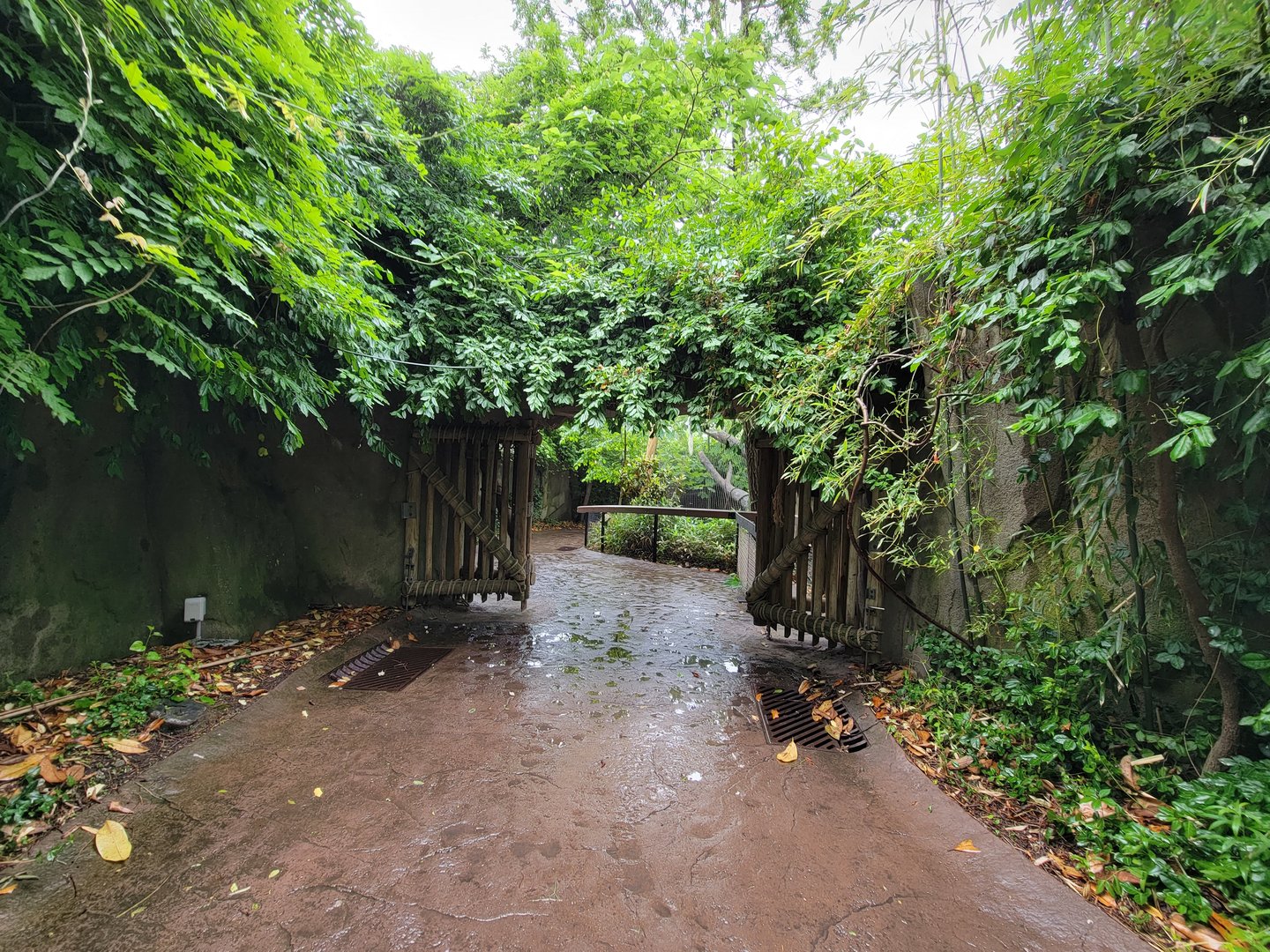 Cincinnati 5/22 - Gorilla World