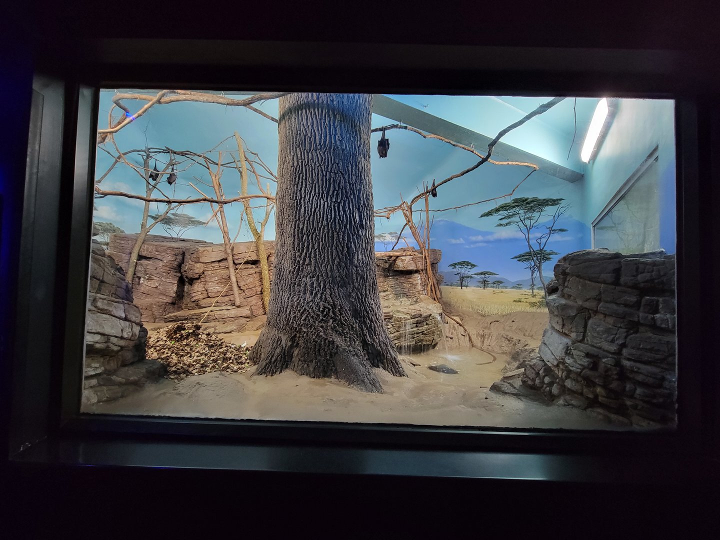 Cincinnati 5/22 - Night Hunters, aardvark and Indian flying fox