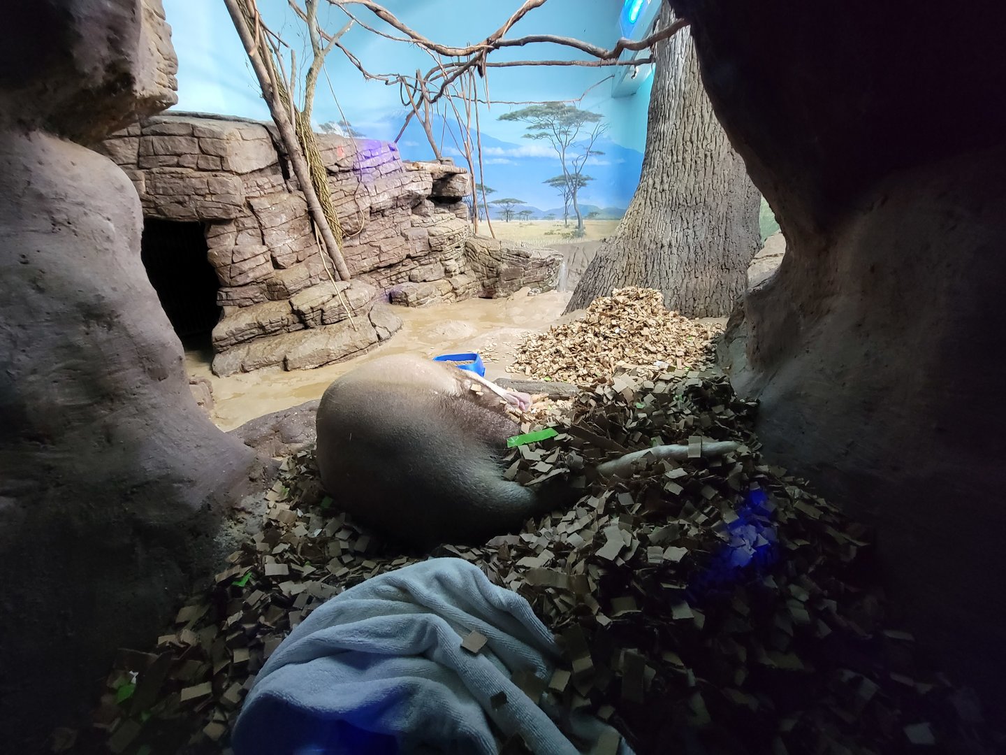 Cincinnati 5/22 - Night Hunters, Aardvark and Indian flying fox