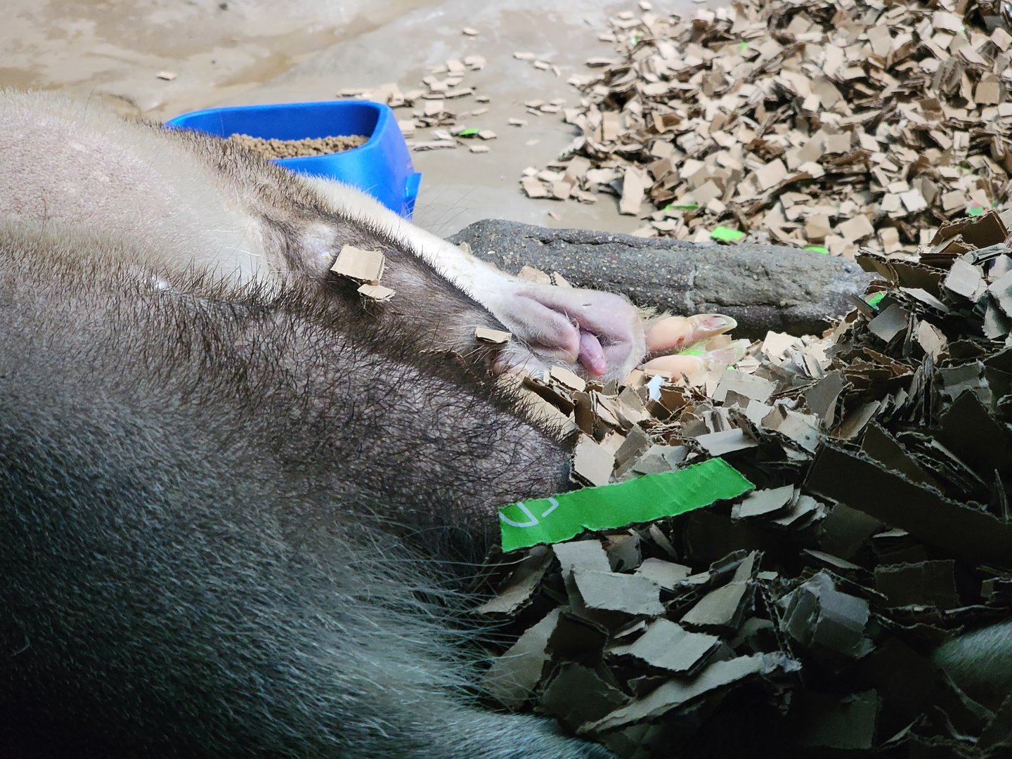 Cincinnati 5/22 - Night Hunters, Aardvark with its tongue out