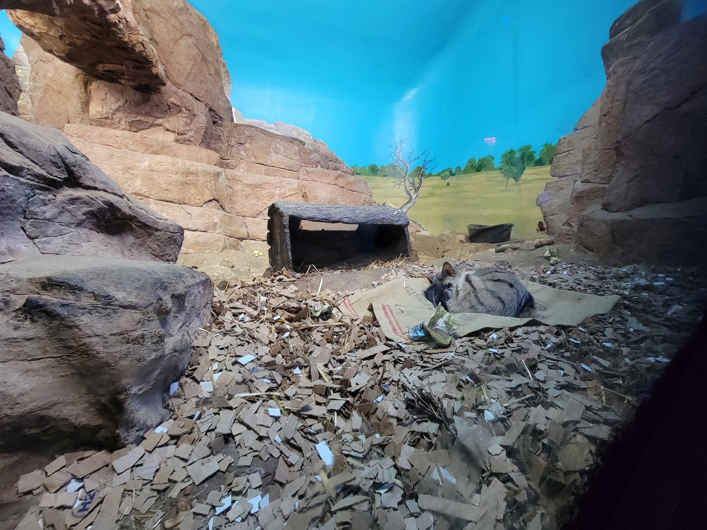 Cincinnati 5/22 - Night Hunters, Aardwolf