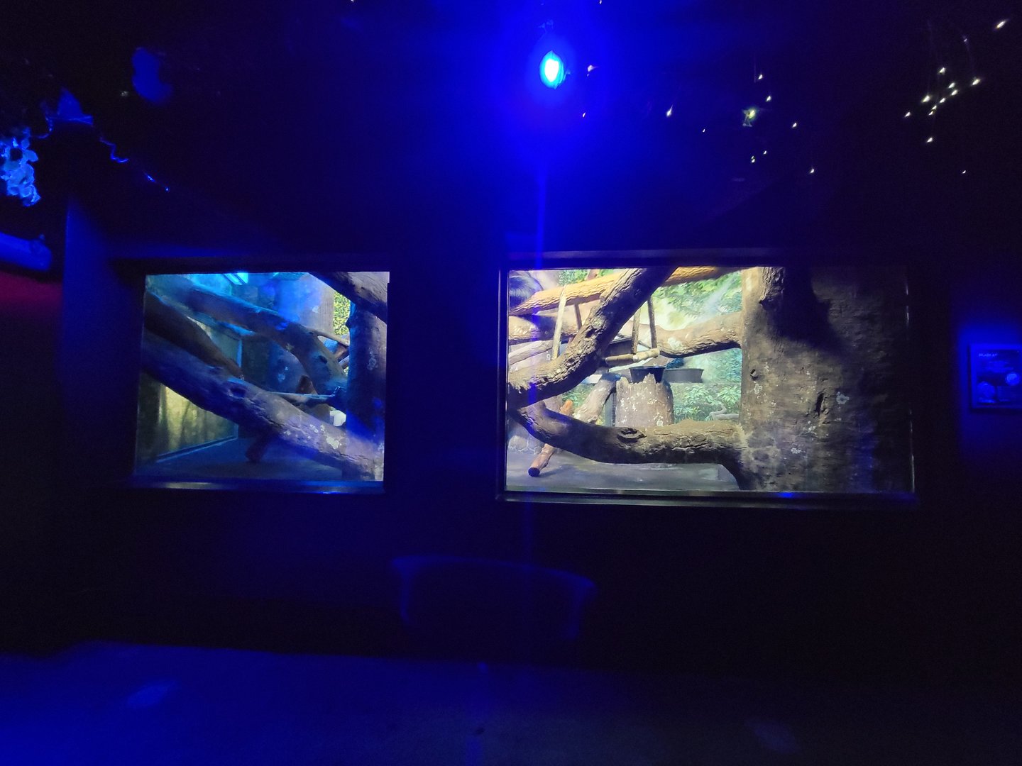 Cincinnati 5/22 - Night Hunters, Binturong