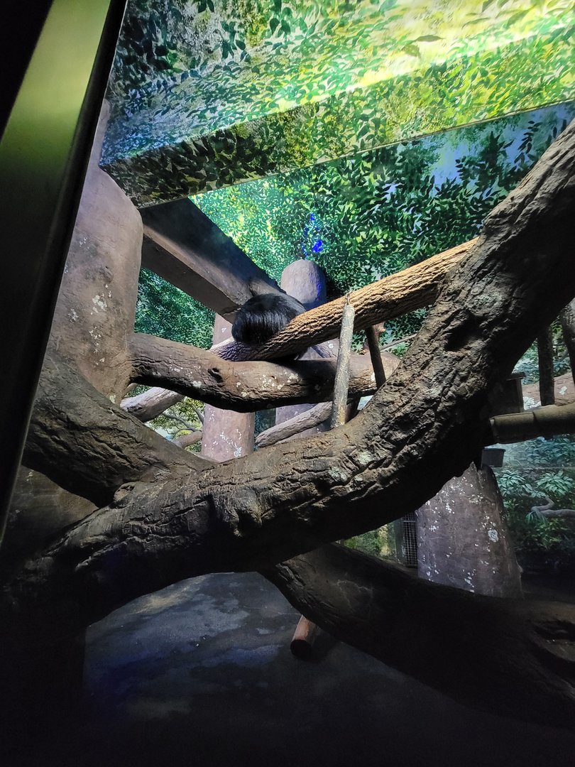 Cincinnati 5/22 - Night Hunters, Binturong