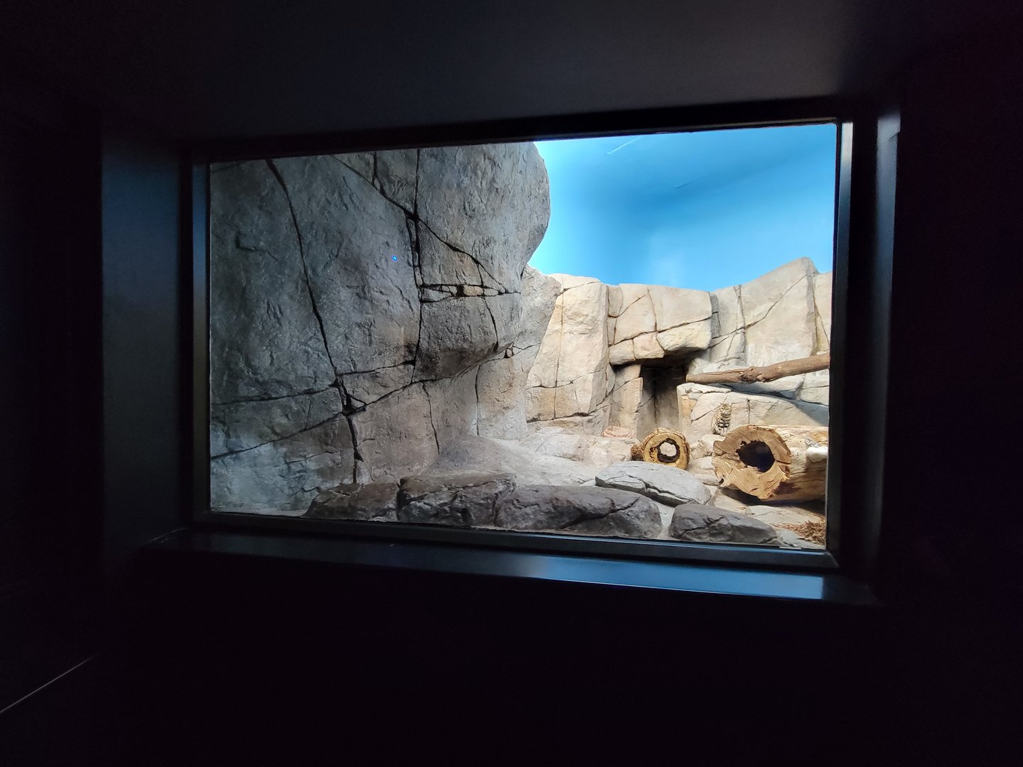 Cincinnati 5/22 - Night Hunters, black-footed cat