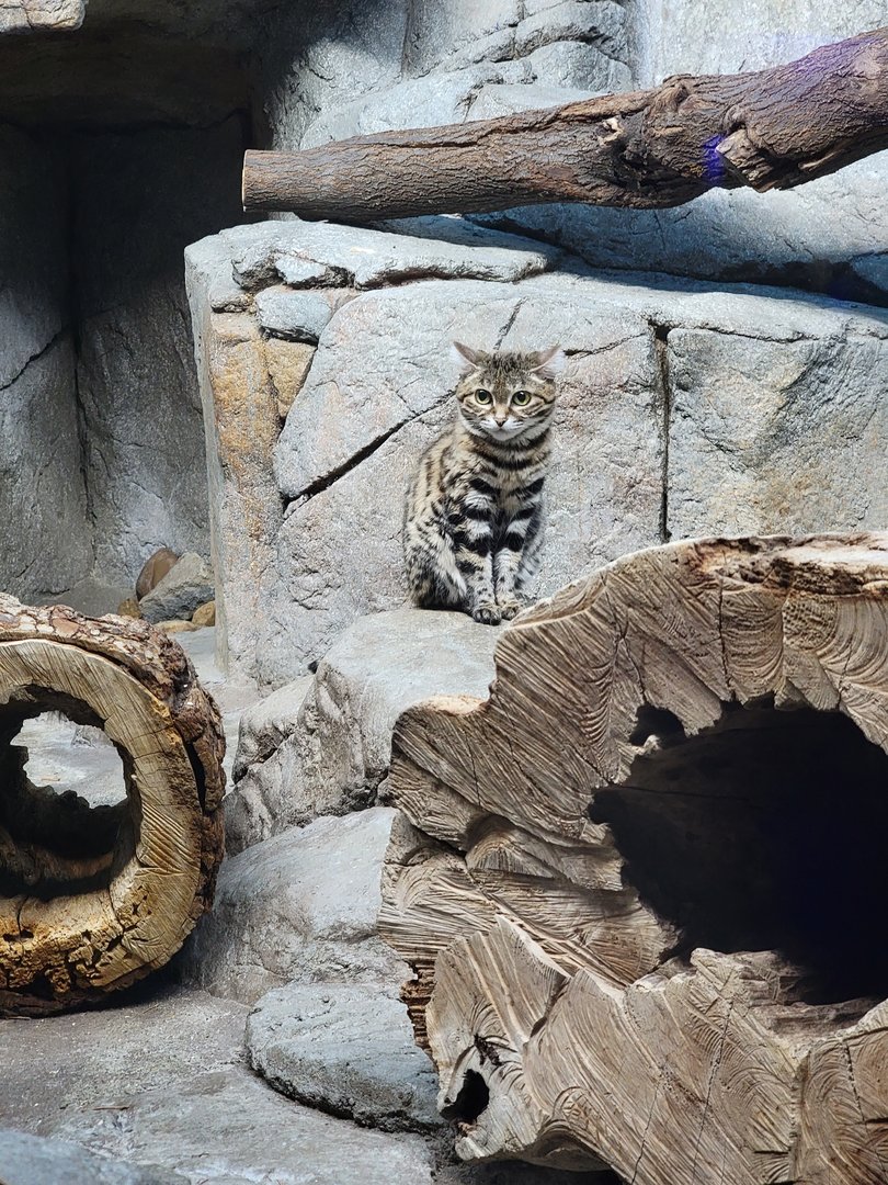 Cincinnati 5/22 - Night Hunters, black-footed cat