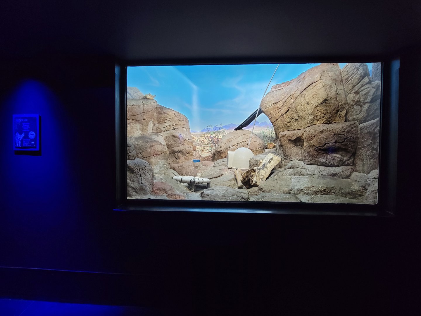 Cincinnati 5/22 - Night Hunters, fennec fox